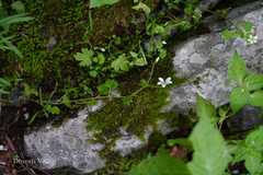 Saxifraga sibirica